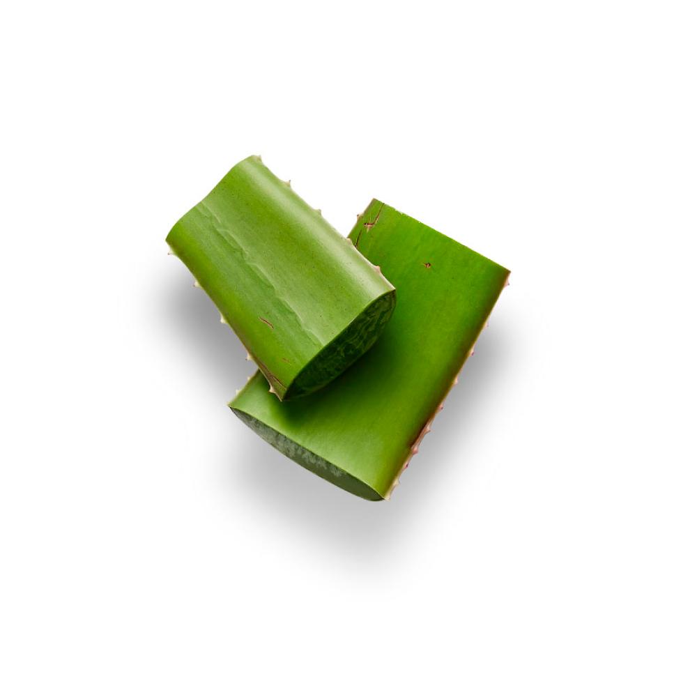 Aloe Vera Plant Leaves