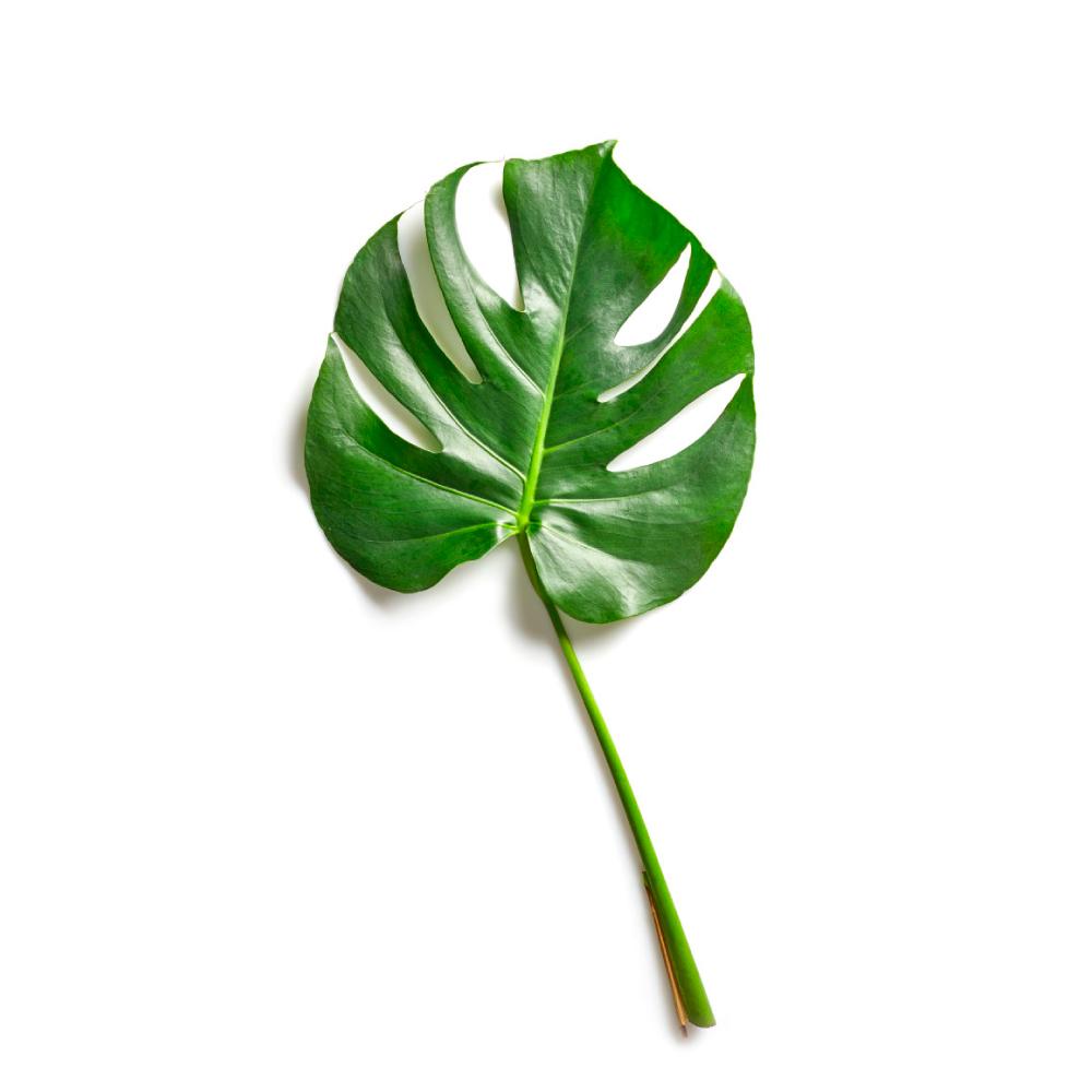 CARNAUBA Leaf