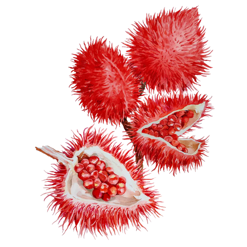 Achiote