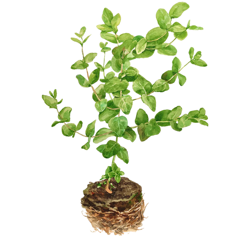 Eucalyptus